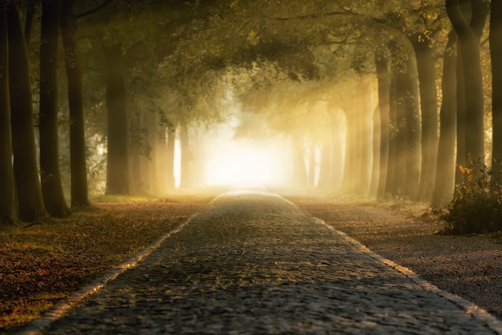 gray and brown road under green trees