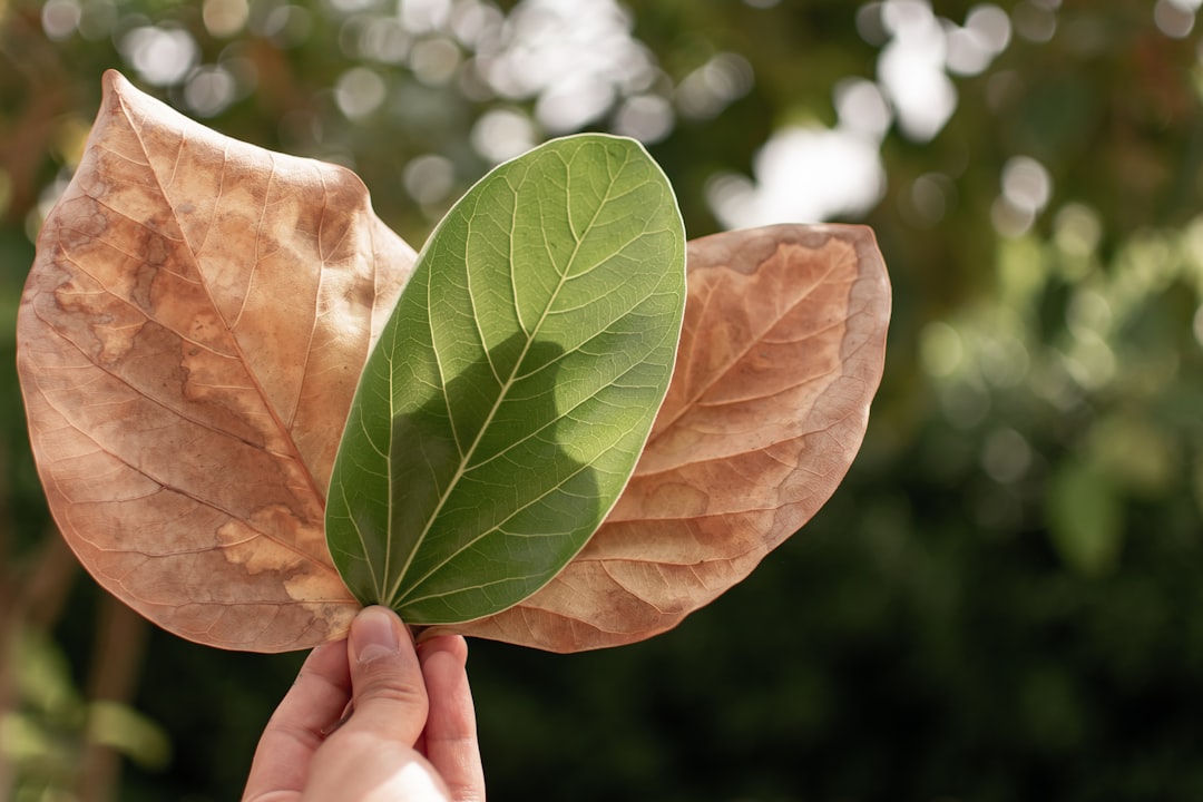 three green and brown leaves