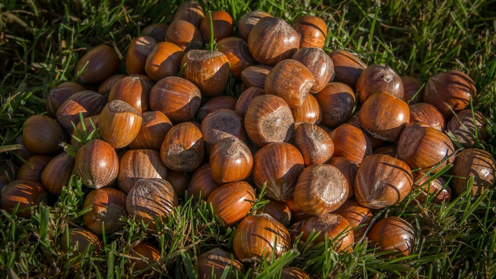 A pile of hazelnuts resting on a grassy surface, highlighted by sunlight which accentuates their brown, glossy shells. The grass around the hazelnuts is vibrant green, providing a contrasting background.