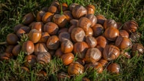A pile of hazelnuts resting on a grassy surface, highlighted by sunlight which accentuates their brown, glossy shells. The grass around the hazelnuts is vibrant green, providing a contrasting background.