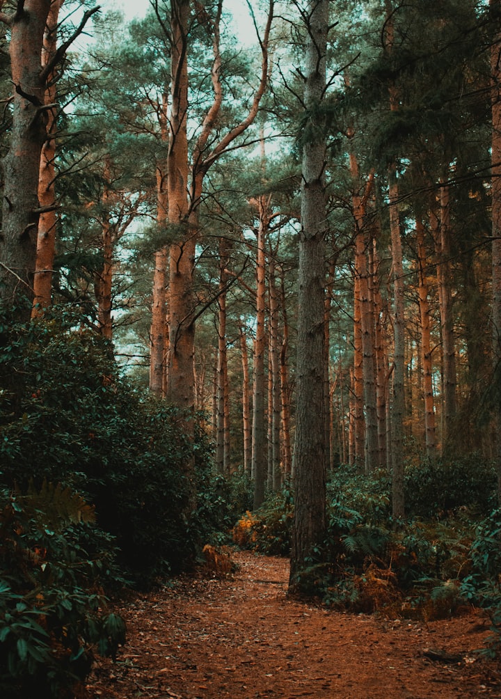 The Magic Stones of the Woods