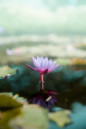 Delicate lotus flowers floating on still water under a gentle sky.
