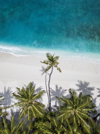 A panoramic view of a white sandy beach with turquoise waters and palm trees in Guadeloupe.