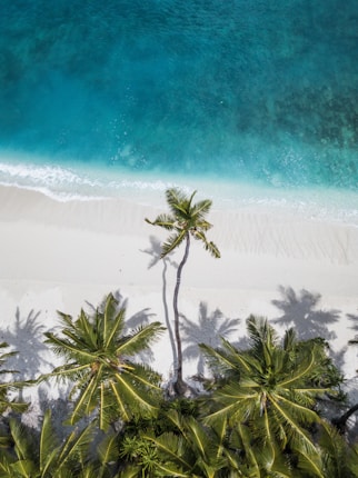Aerial view of a pristine beach with turquoise waters gently lapping at the white sand. Several palm trees, casting long shadows, line the shore, adding a tropical ambiance.