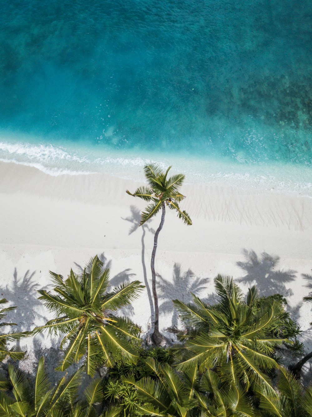 coconut trees near shore