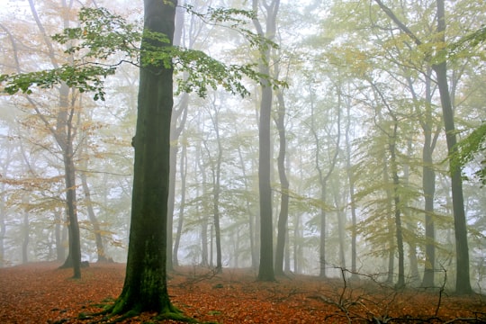 tall trees with fogs in Hexentanzplatz Thale Germany