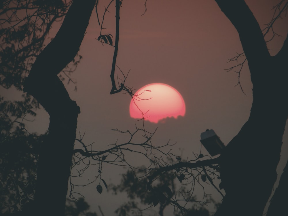 Silhouettenfotografie des Vollmondes zwischen Bäumen