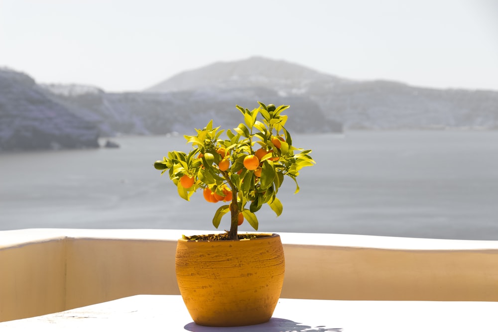 green plant on yellow ceramic pot