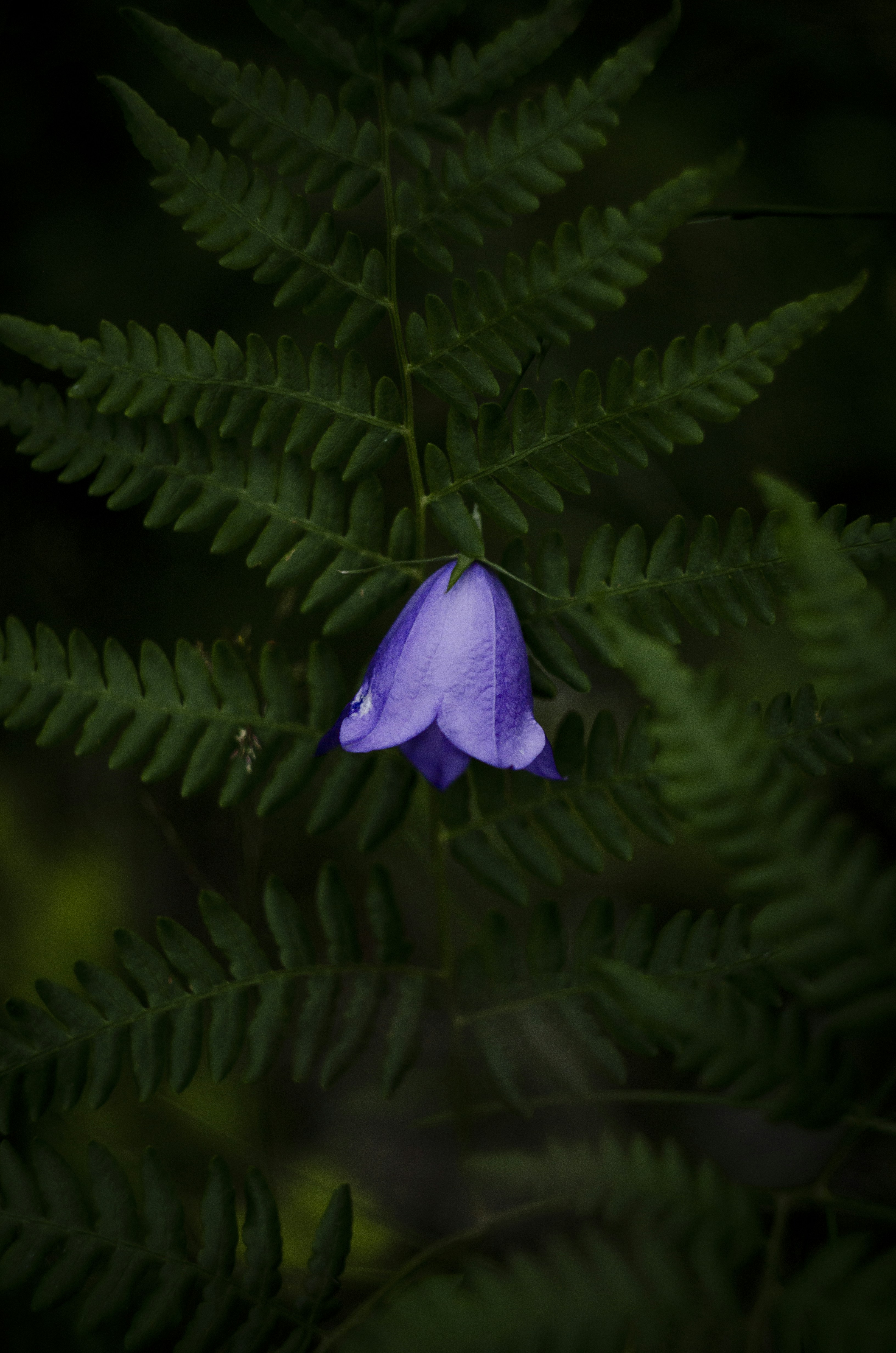 Purple flower in bloom photo Free Purple Image on Unsplash