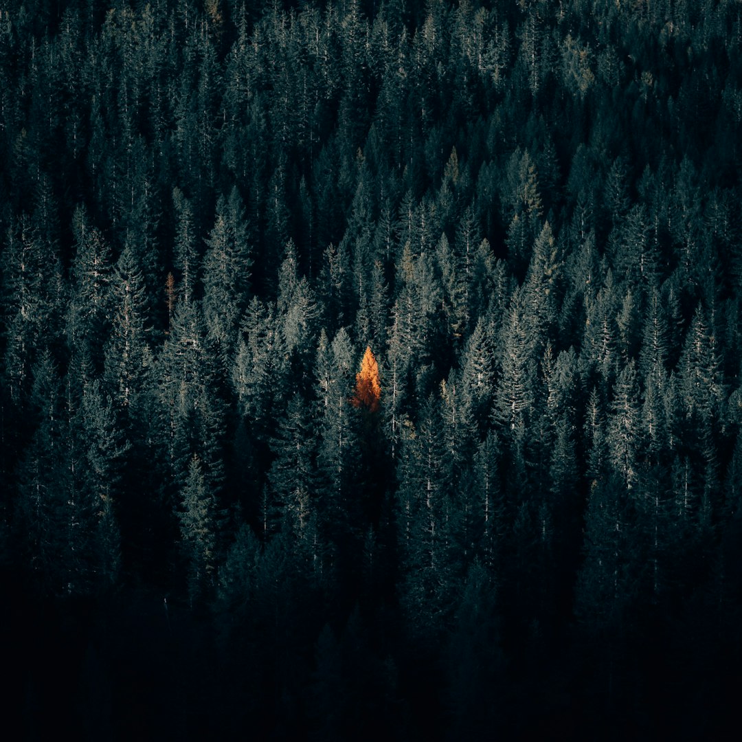 Forest photo spot Cortina d'Ampezzo Lago di Braies