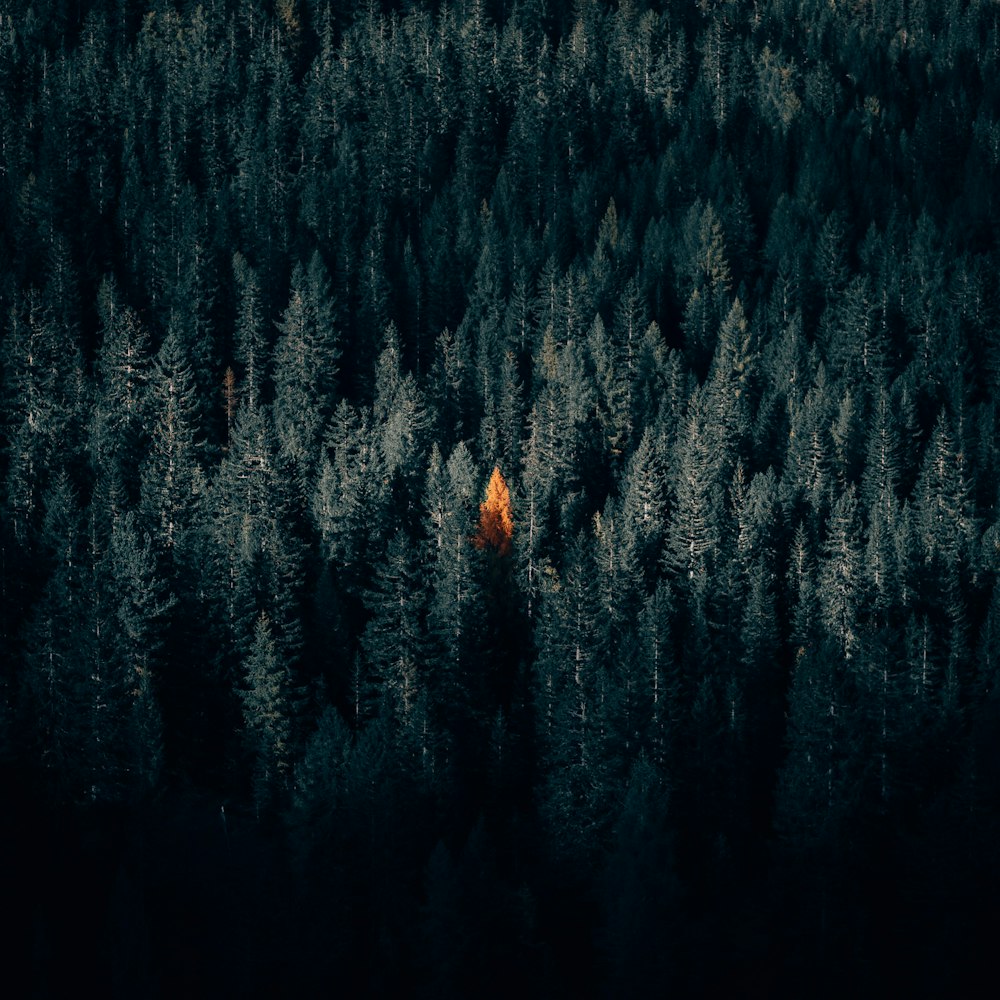 aerial photo of pine trees