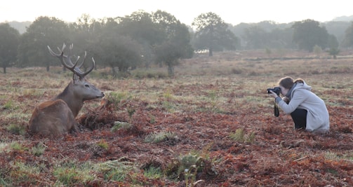 A person crouches in a field taking a photo of a resting deer with large antlers. The landscape is filled with grass and small bushes, and the background features trees with a misty atmosphere.