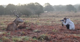 A person crouches in a field taking a photo of a resting deer with large antlers. The landscape is filled with grass and small bushes, and the background features trees with a misty atmosphere.