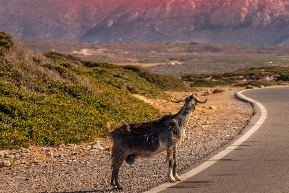 black and gray goat standing at road