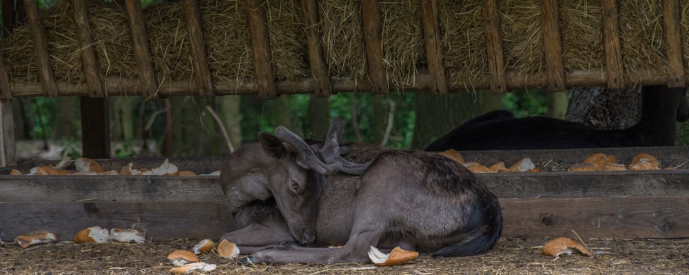 black goat lying on brown soil