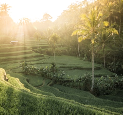 green rice field