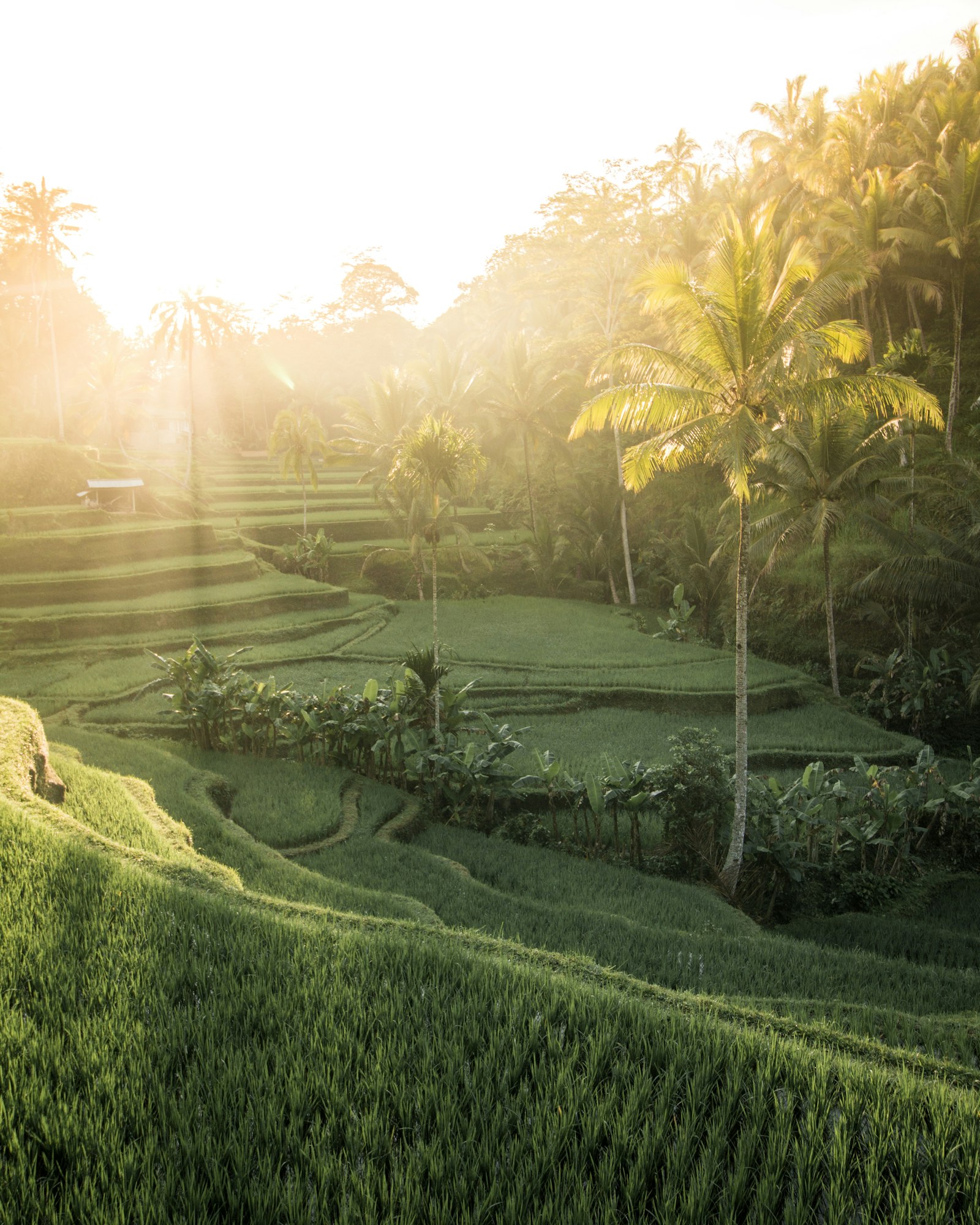 Canon EOS 60D + Canon EF-S 10-18mm F4.5–5.6 IS STM sample photo. Green rice field photography