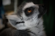 Close-up of a curious lemur perched on a branch, eyes bright and alert.