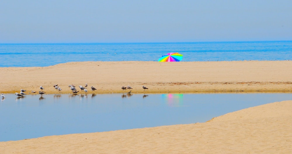 volées d’oiseaux à l’eau pendant la journée