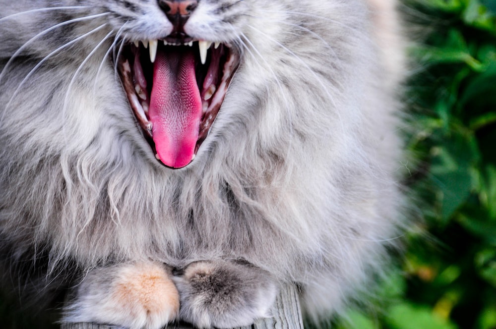 short-fur white and gray cat