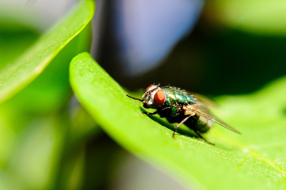 fly on green leaf