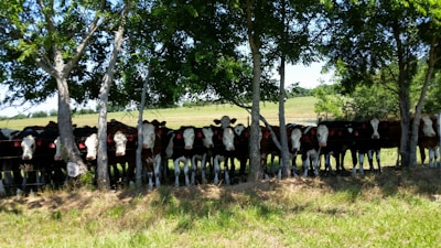 A row of dairy cows lined up calmly at feeding troughs under a bright blue sky.
