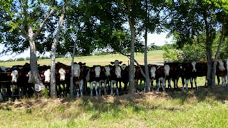 A row of dairy cows lined up calmly at feeding troughs under a bright blue sky.