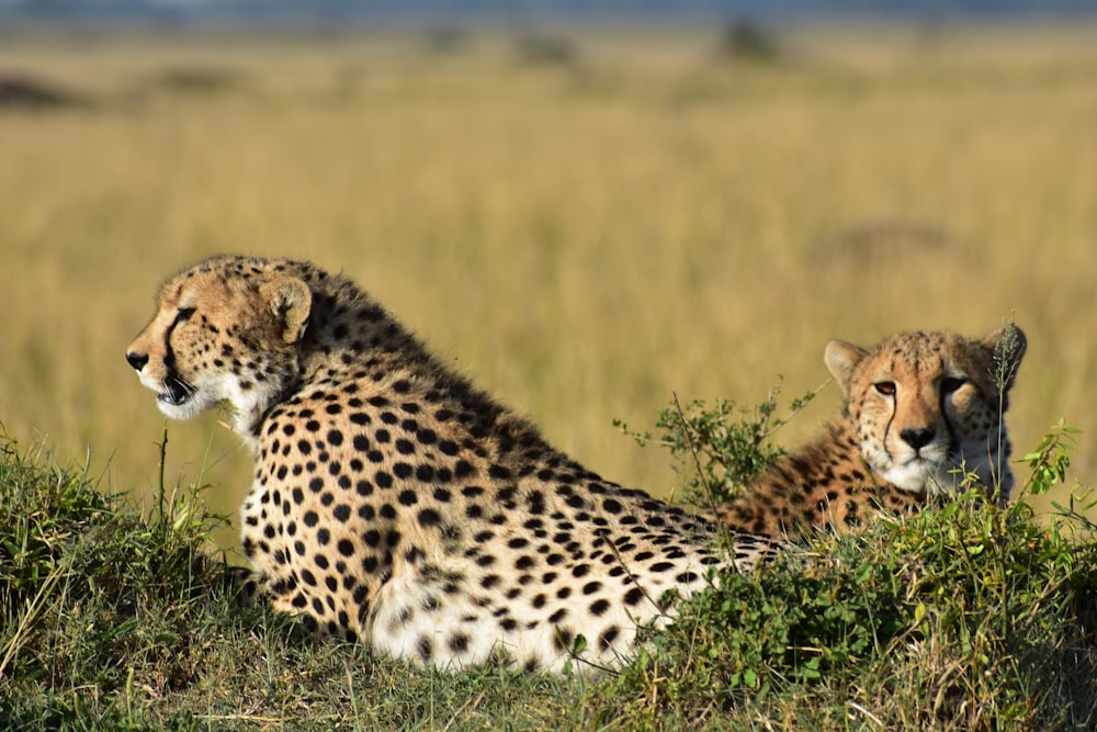 photo of brown and black tigress