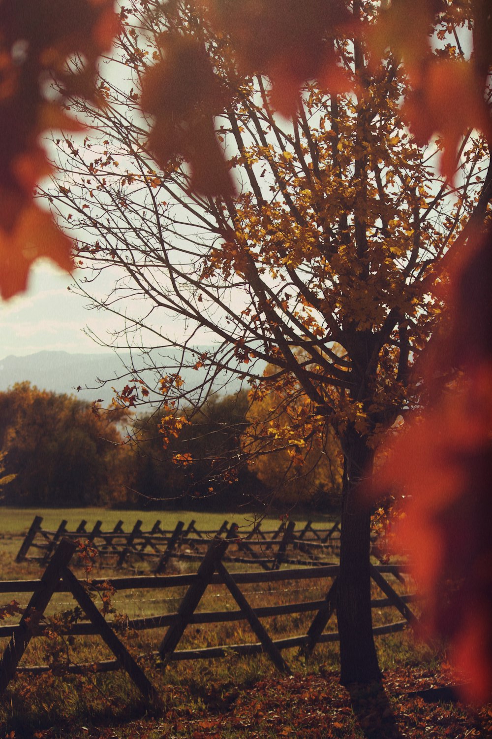 yellow-leafed tree near fence during daytime