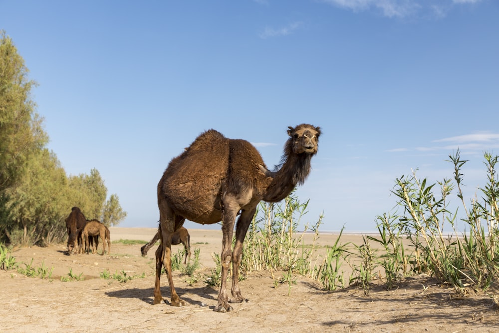 brown camel during daytime