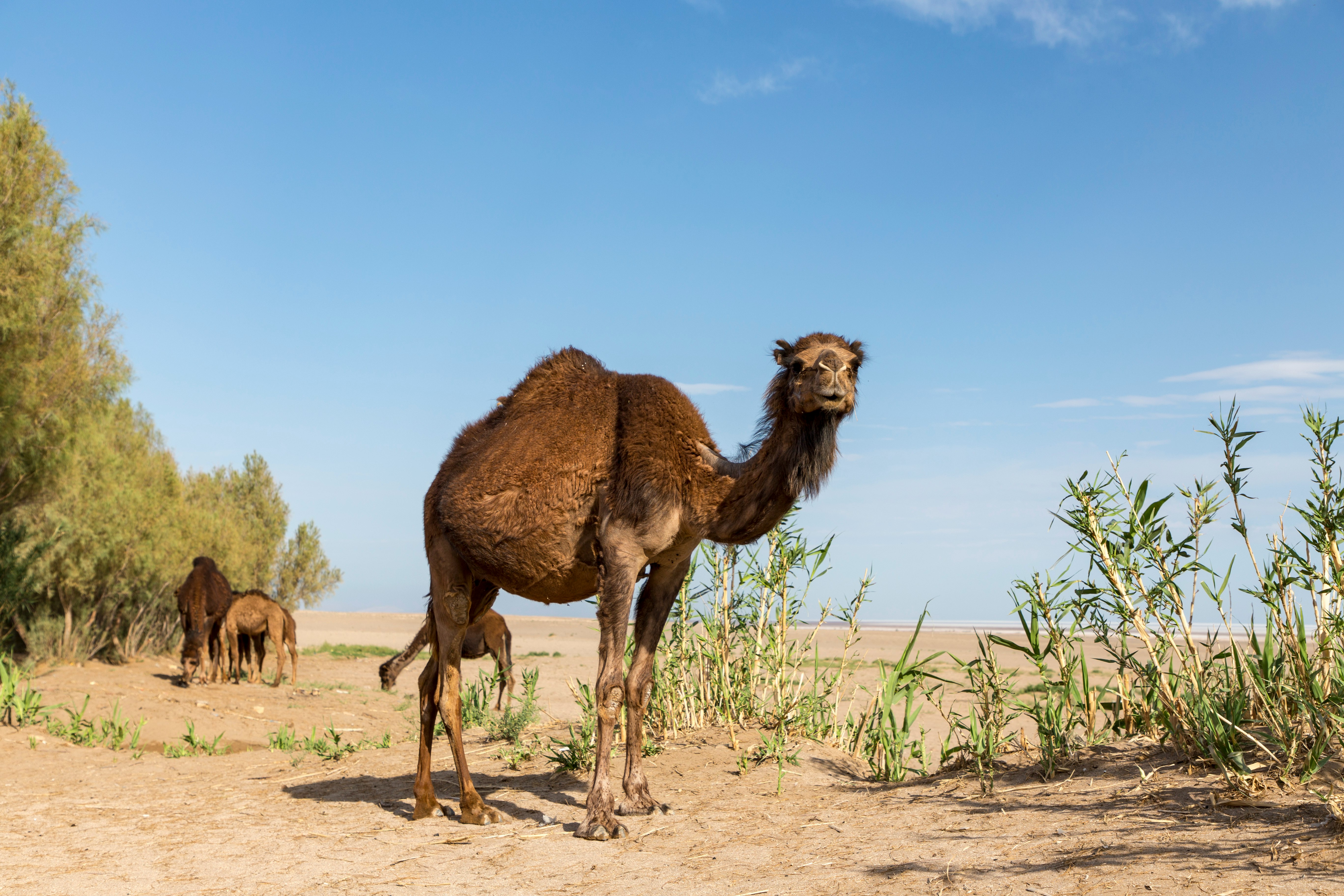 brown camel during daytime