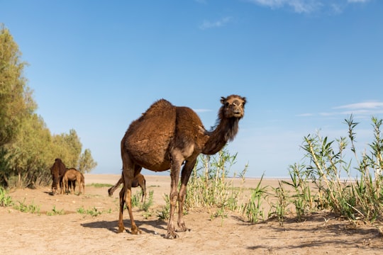 brown camel during daytime in Isfahan Province Iran