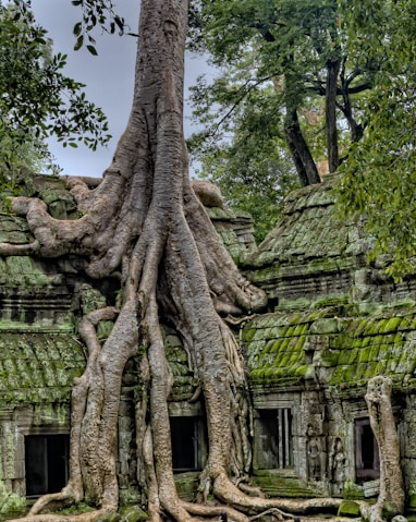 gray wood on green ruins