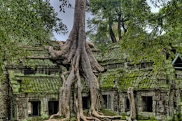 gray wood on green ruins
