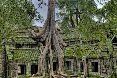 gray wood on green ruins on Angkor wat 