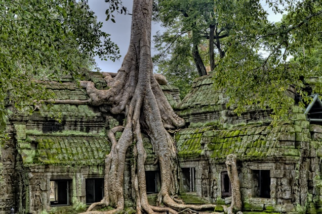 gray wood on green ruins on Angkor wat 