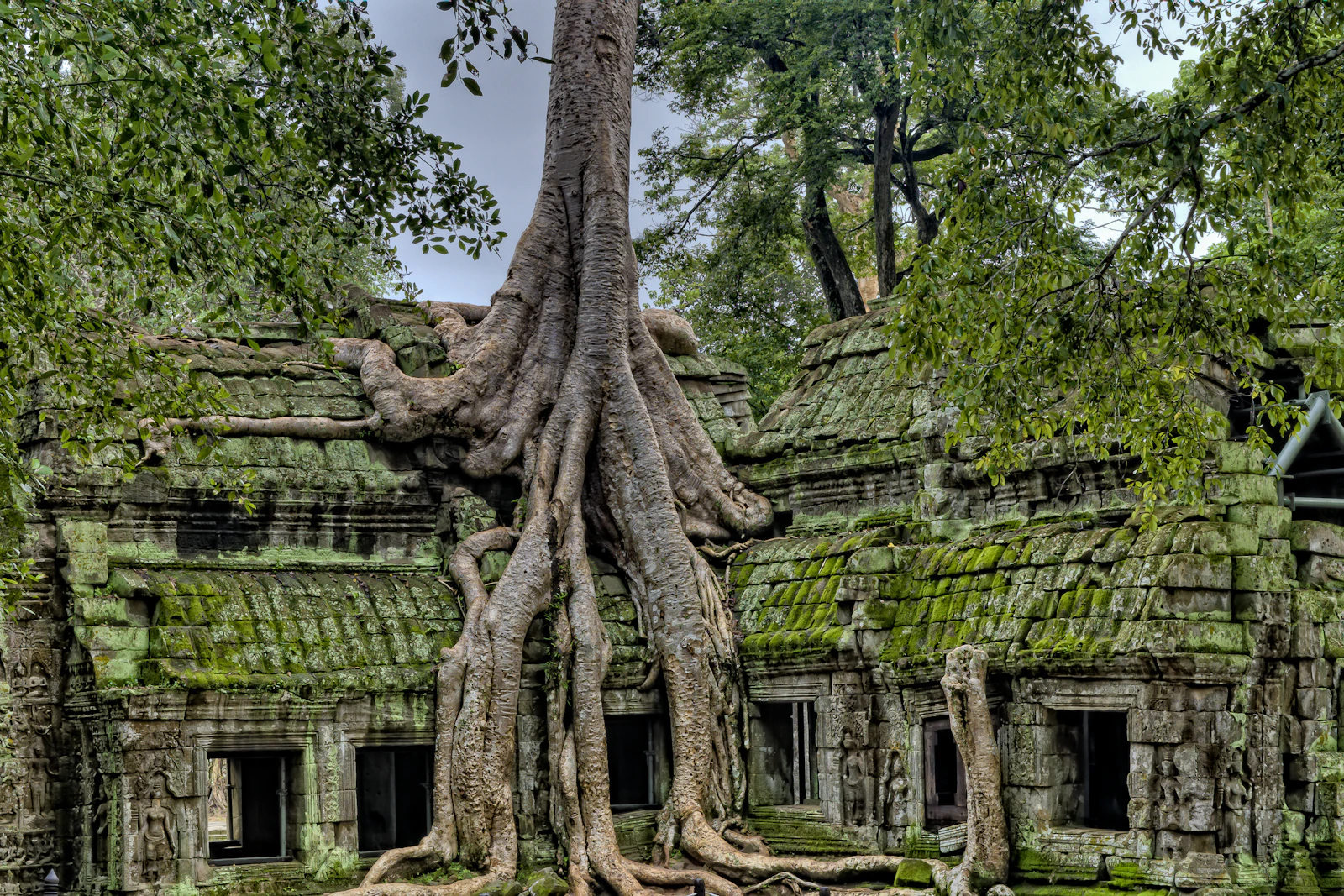 Ta Prohm jungle temple ruins, placeholder photo