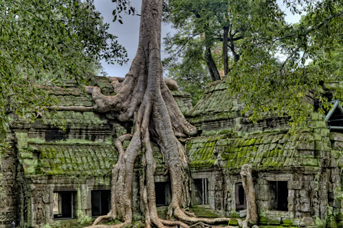 Ta Prohm jungle temple, placeholder photo