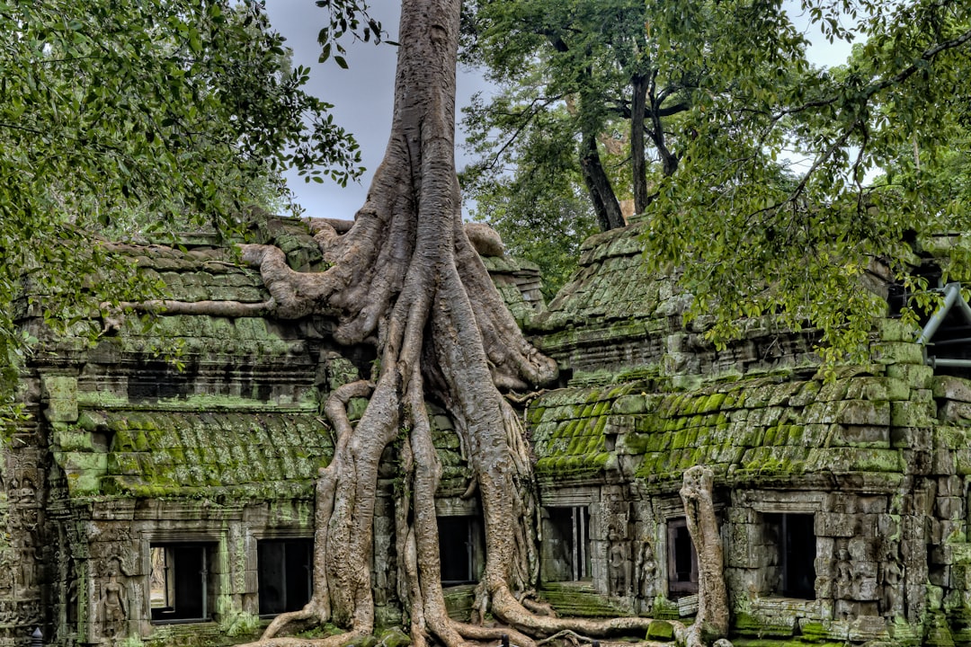 gray wood on green ruins, This was our favorite temple at Angkor Wat. We went here during our first day visiting the tem