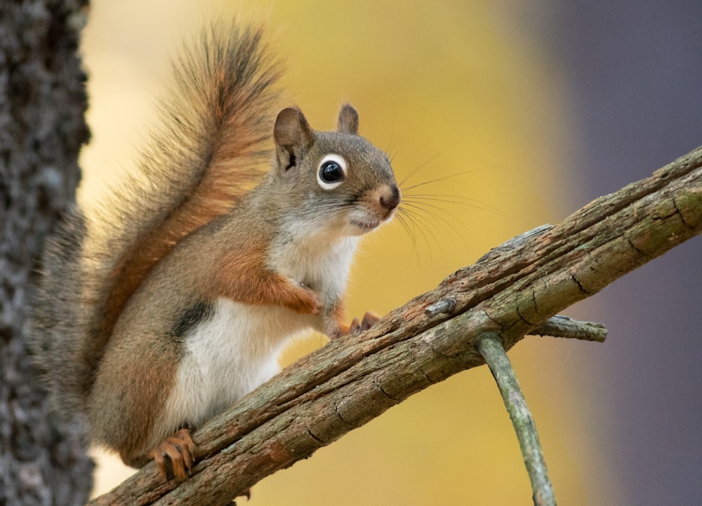 Selektive Fokusfotografie von Eichhörnchen