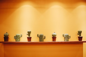 A row of potted cactus plants arranged on a wooden shelf against a warm, mustard-yellow wall. The cacti are of various shapes and sizes, creating a visually appealing composition.