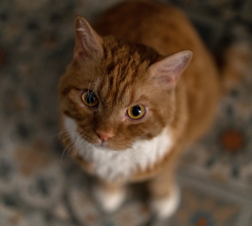 A ginger cat with orange fur and a white chest looks up with wide, curious eyes. The focus is on the cat's expressive face, highlighting whiskers and pointed ears. The background is a soft blur, which accentuates the cat's features.
