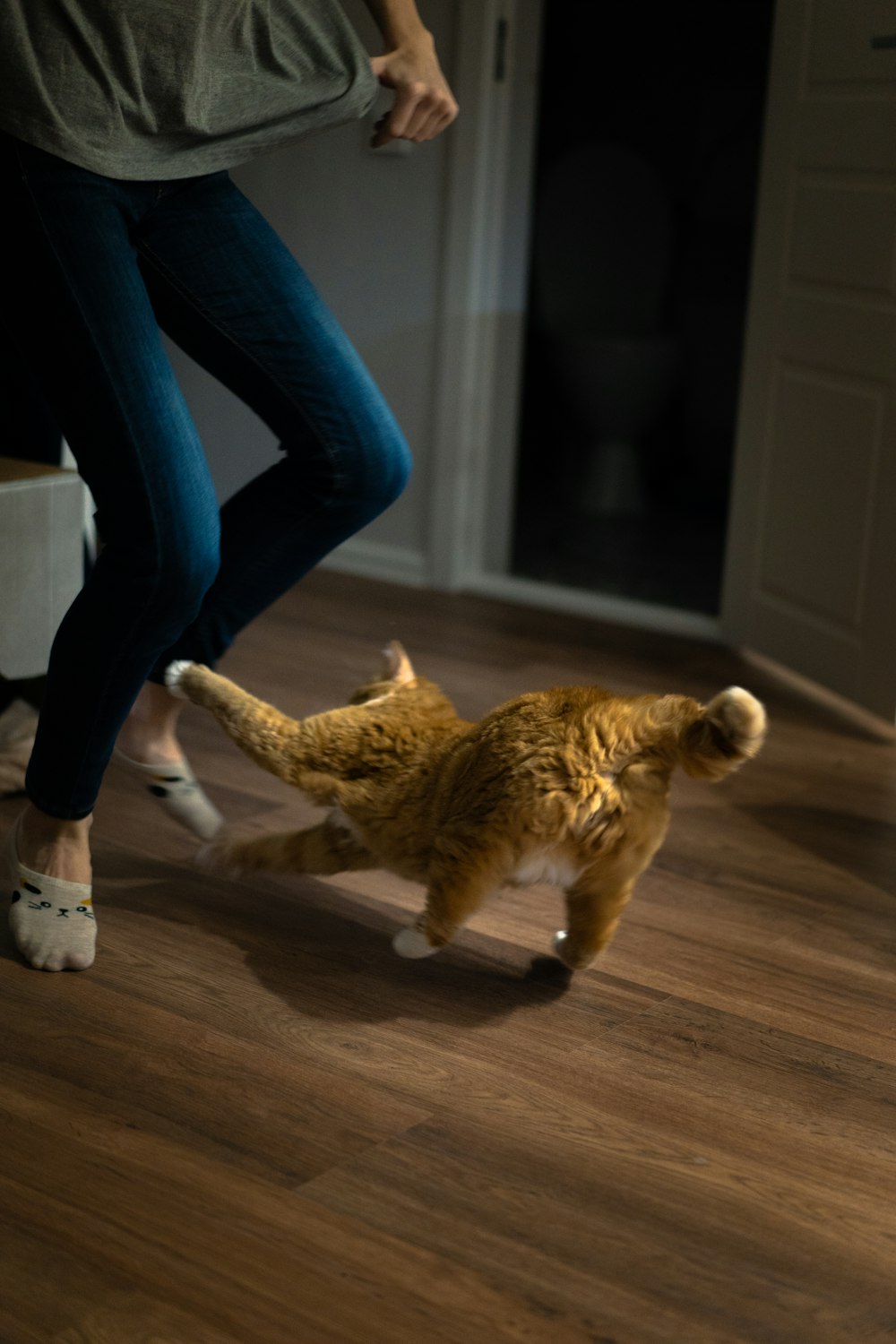 person standing in front of orange cat