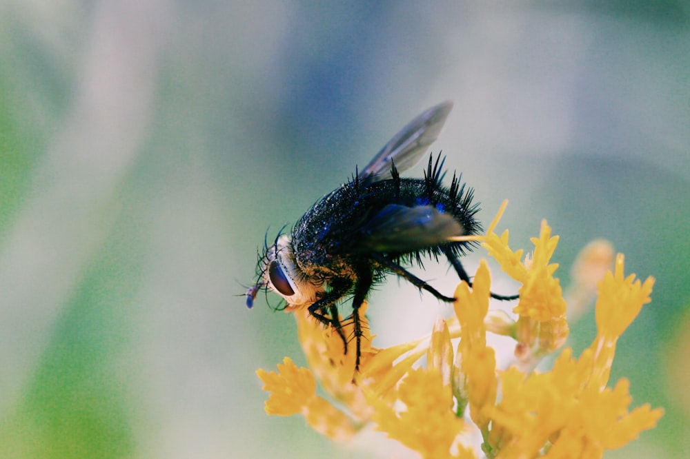 black bee perching on yellow flower
