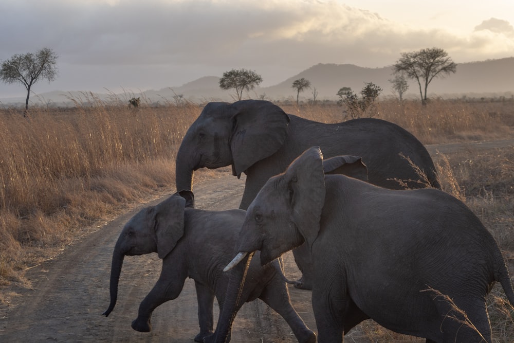 three elephants passing on road