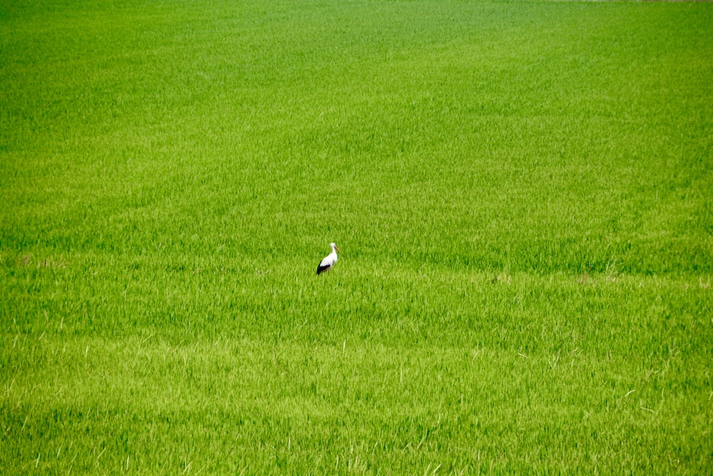 a bird standing in the middle of a green field