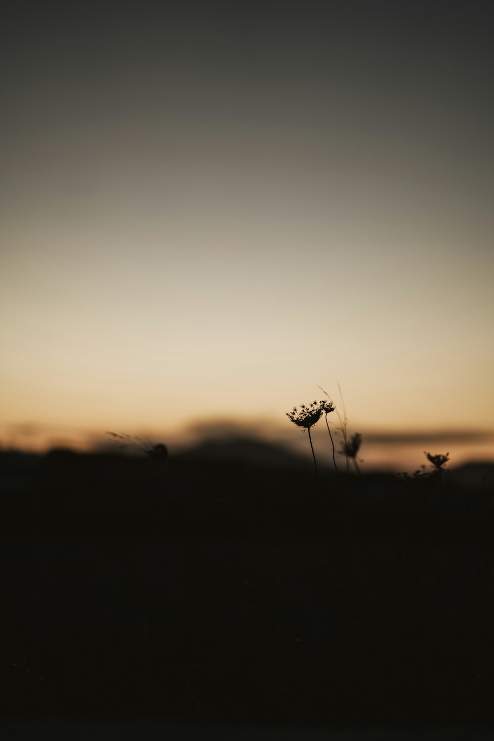 silhouette photo of flower