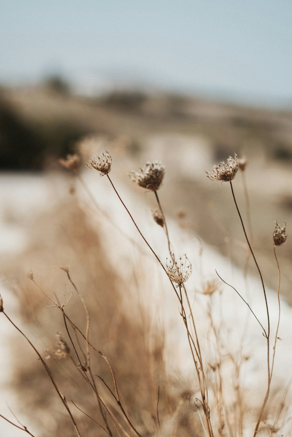 Photographie macro de plante brune