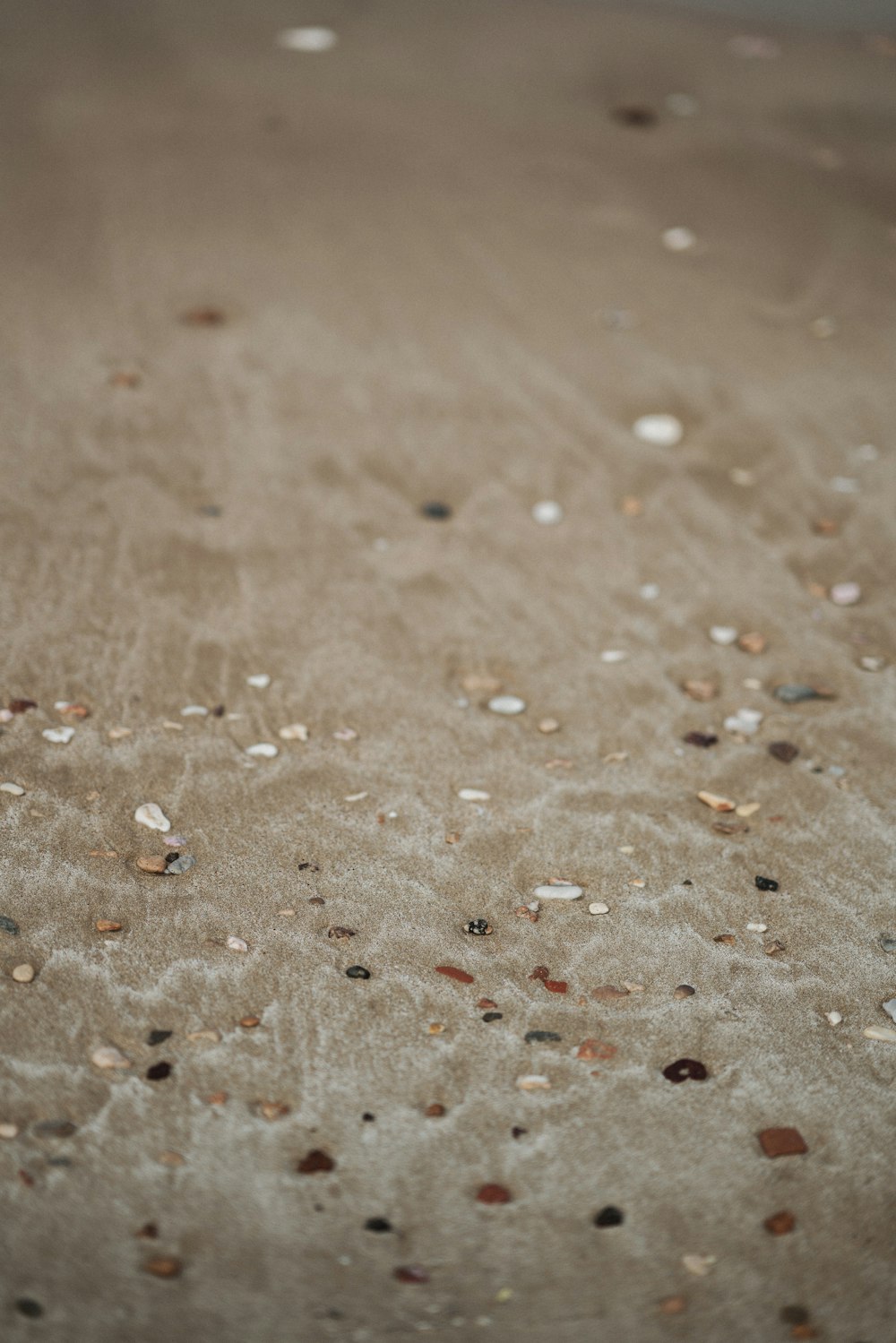 a close up of sand and shells on a beach