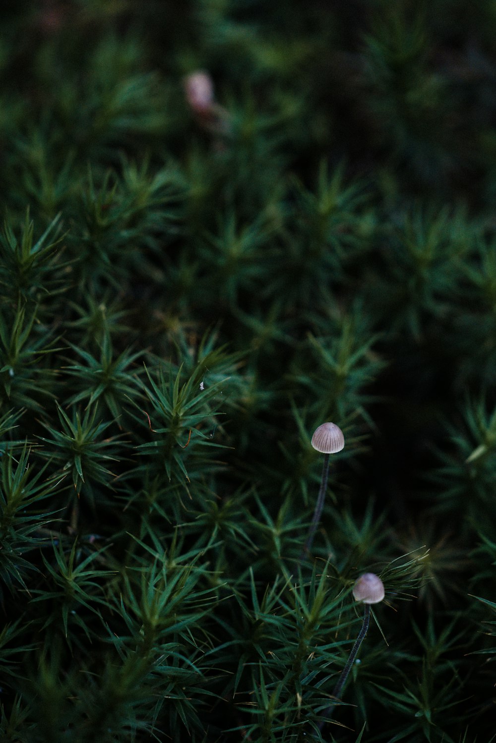 green-leafed plant